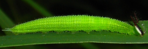 Larvae